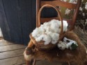 Freshly picked cotton